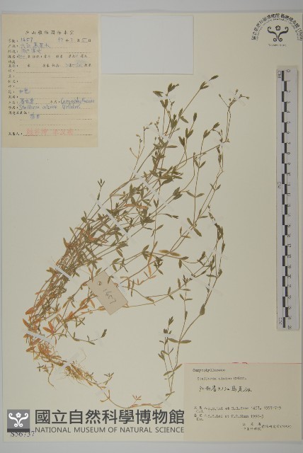 雀舌草藏品圖，第1張