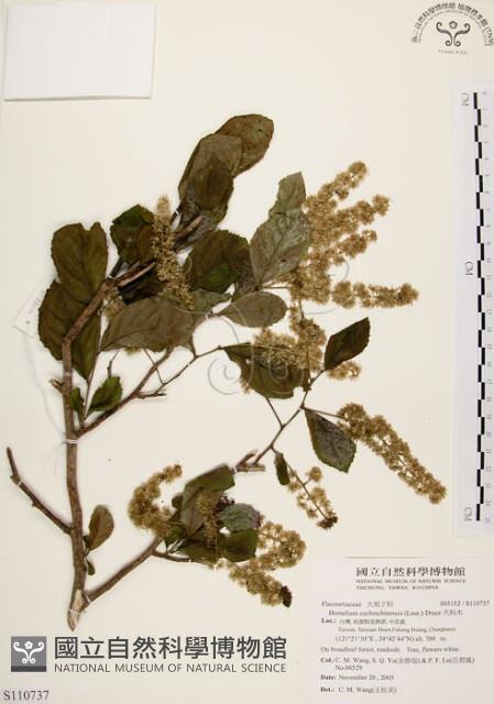 天料木藏品圖，第1張