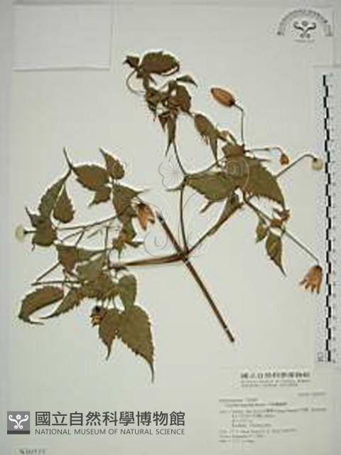 小木通藏品圖，第1張