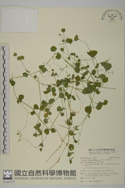 荷蓮豆草、菁芳草藏品圖，第1張