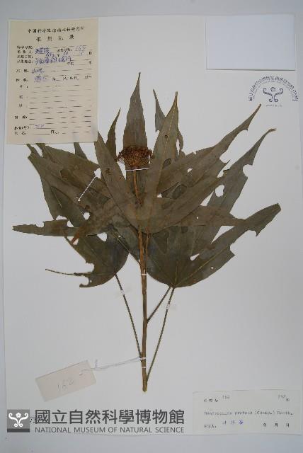 變葉樹參藏品圖，第1張