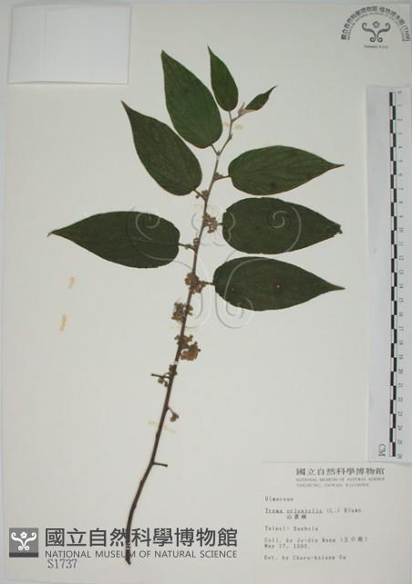 山黃麻藏品圖，第1張