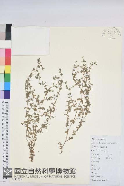 地錦藏品圖，第1張