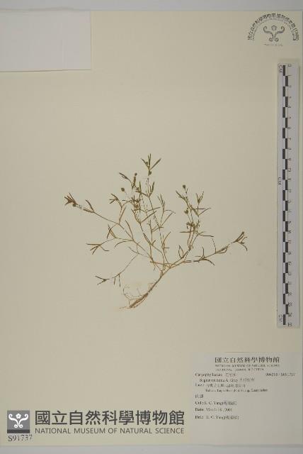 大瓜槌草藏品圖，第1張