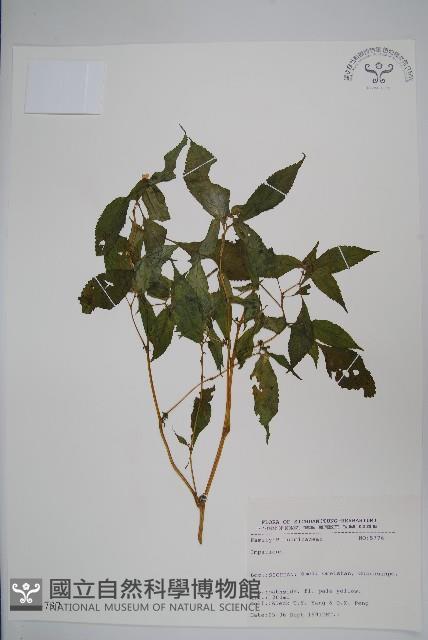 登錄號:S025737藏品圖，第1張