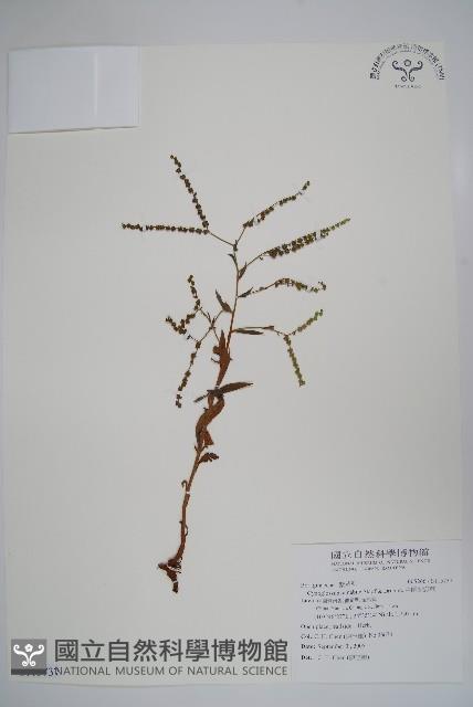 中國勿忘草藏品圖，第1張