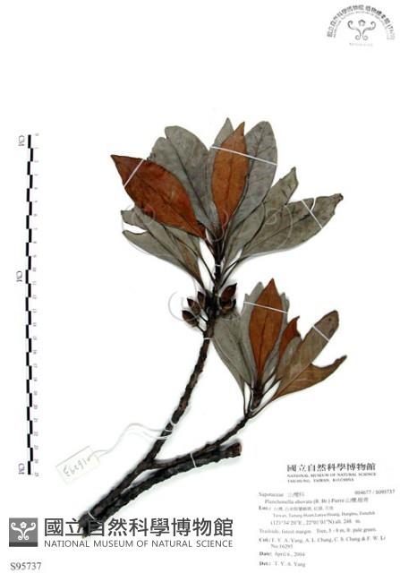 山欖、樹青藏品圖，第1張