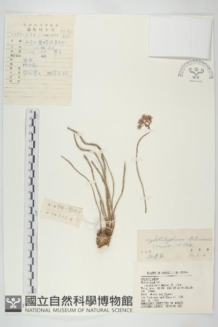 華北景天藏品圖，第1張