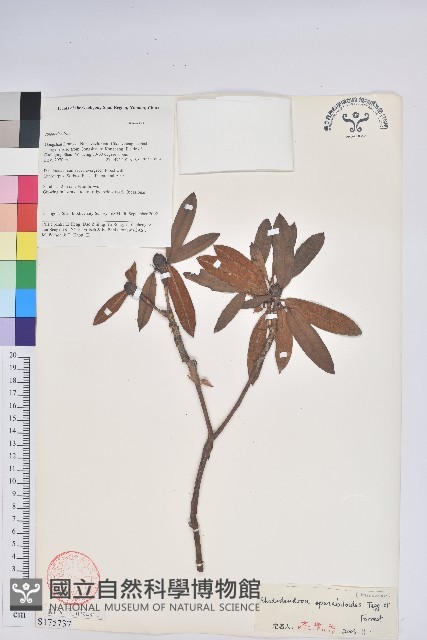 糠秕杜鵑花藏品圖，第1張