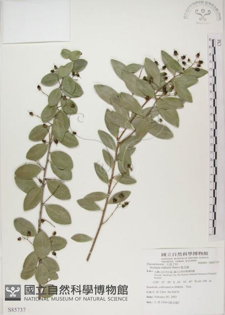 魯花樹藏品圖，第1張