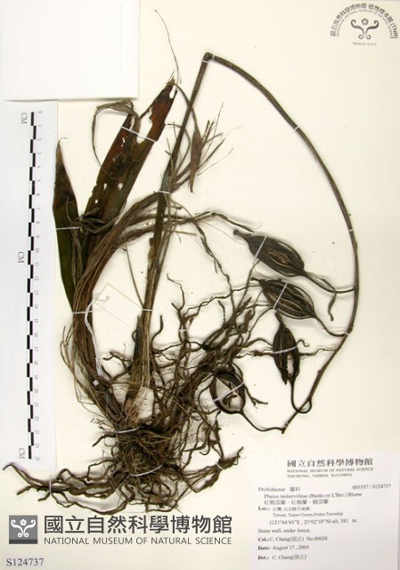 紅鶴頂蘭、紅鶴蘭、鶴頂蘭藏品圖，第1張