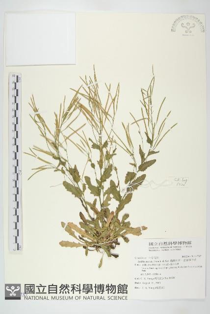 齒葉南芥、齒葉筷子芥藏品圖，第1張