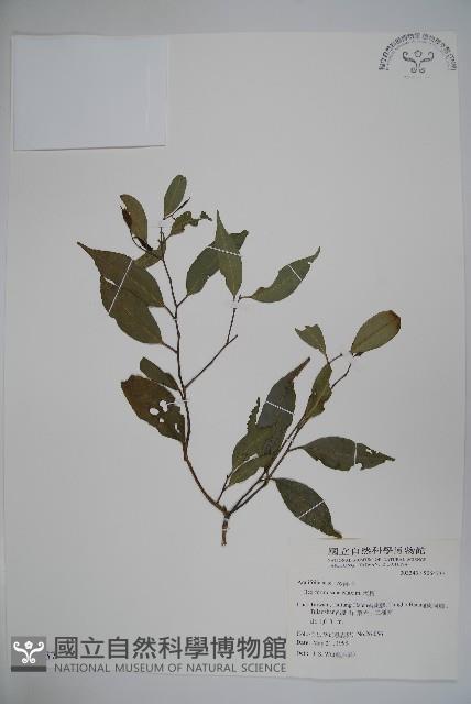 糊樗藏品圖，第1張