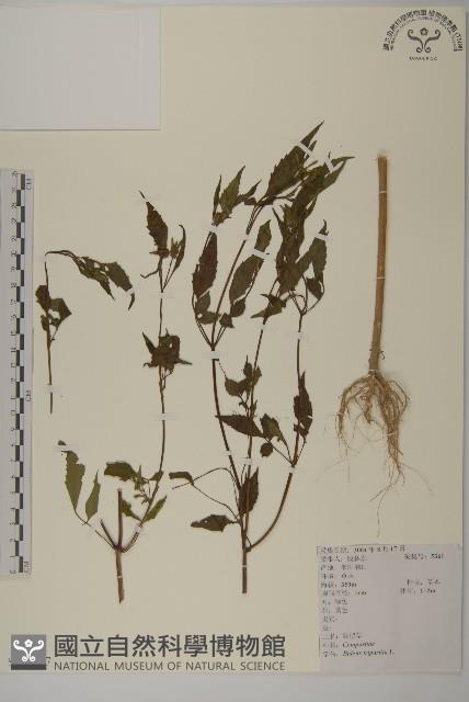 狼把草藏品圖，第1張