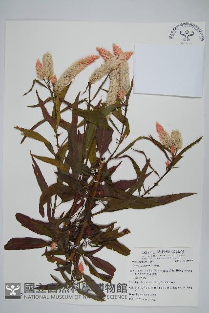 青葙藏品圖，第1張