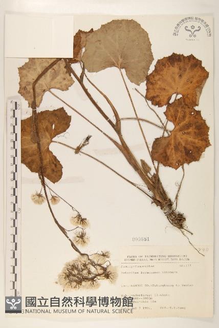 臺灣款冬藏品圖，第1張