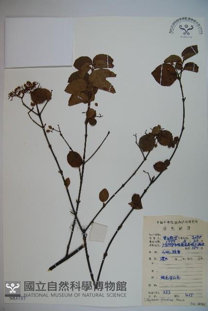 南方莢迷藏品圖，第1張