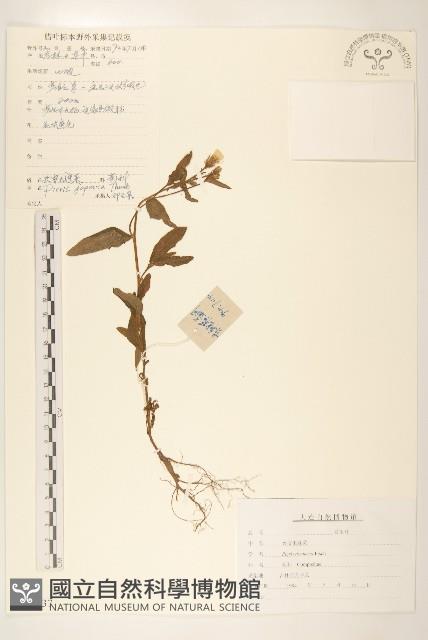 興安毛蓮菜藏品圖，第1張