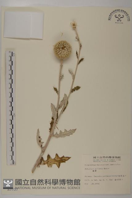 漏盧、山防風藏品圖，第1張