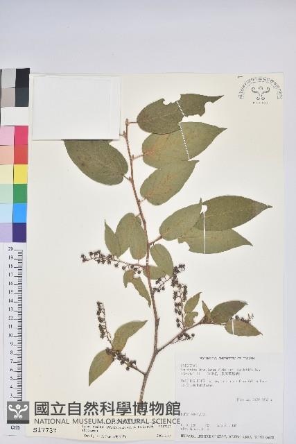 南燭藏品圖，第1張