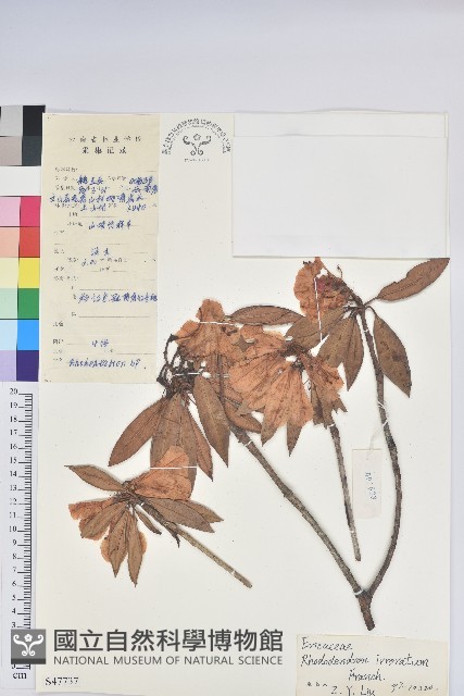 露珠杜鵑藏品圖，第1張