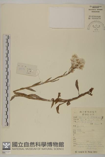 鱗黃腺香青藏品圖，第1張