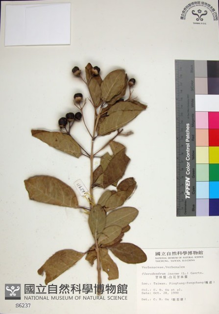 苦林盤藏品圖，第1張