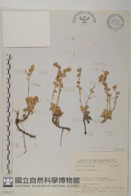 山艾藏品圖，第1張