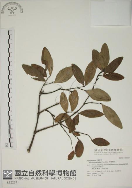 南嶺蕘花藏品圖，第1張