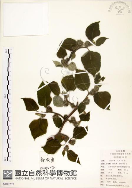 構樹藏品圖，第1張