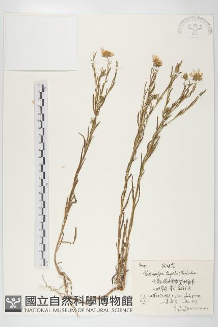 狗娃花藏品圖，第1張