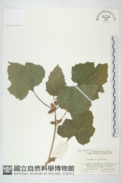 蒼耳藏品圖，第1張