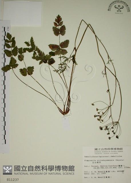 玉山茴香藏品圖，第1張