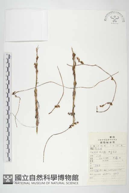中國菟絲子藏品圖，第1張