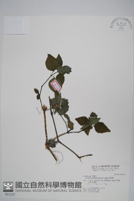 賽山藍藏品圖，第1張