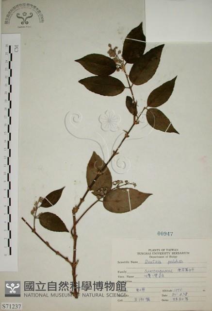 大葉溲疏藏品圖，第1張