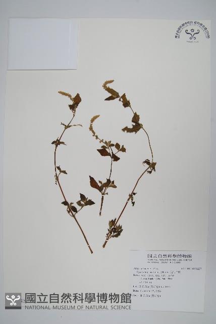 假川牛膝藏品圖，第1張