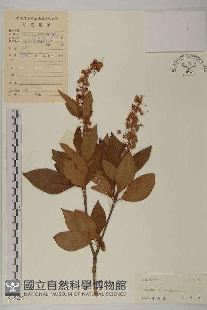 江南山柳藏品圖，第1張