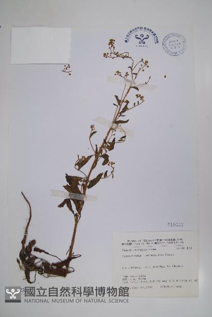 小花倒提壺藏品圖，第1張