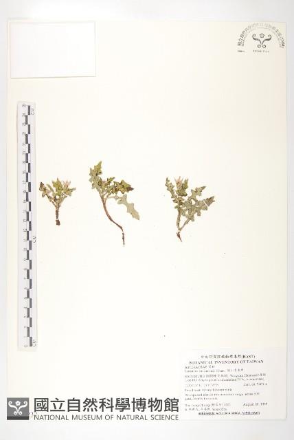 關山青木香藏品圖，第1張