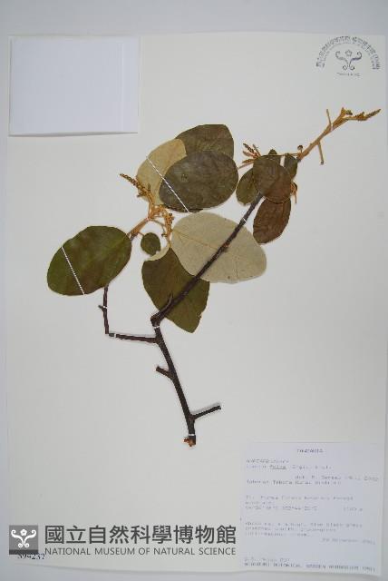 登錄號:S094237藏品圖，第1張