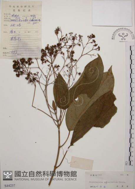 大青藏品圖，第1張