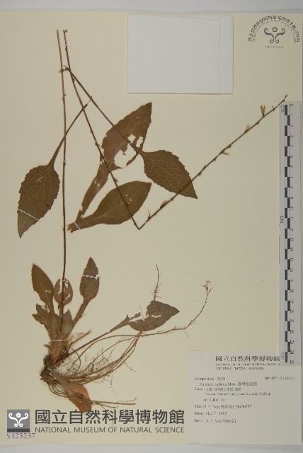 臺灣鬼督郵藏品圖，第1張