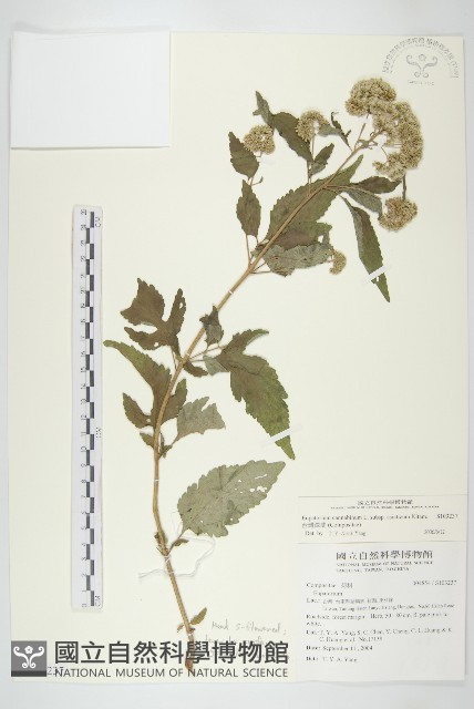台灣澤蘭藏品圖，第1張