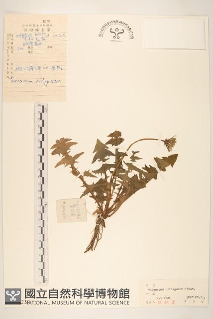 Accession Number:S027237 Collection Image, Figure 1, Total 3 Figures