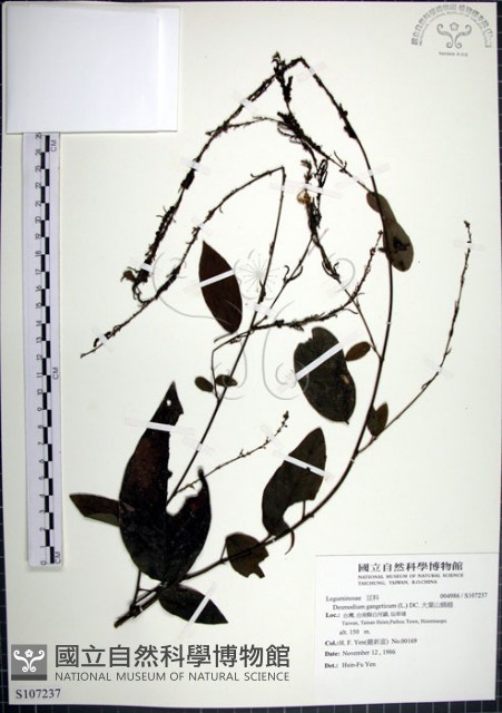 大葉山螞蝗藏品圖，第1張