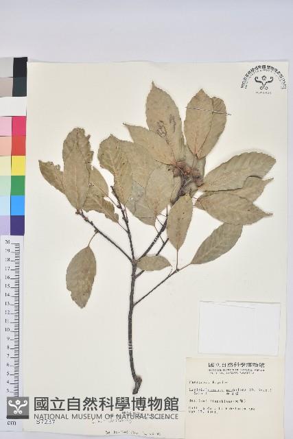 赤柯、赤椆、森氏櫟藏品圖，第1張