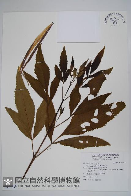 黃鐘花藏品圖，第1張