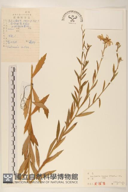 裂葉馬蘭藏品圖，第1張