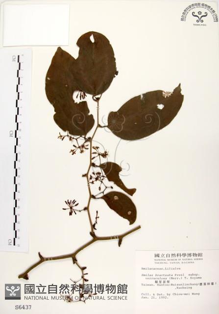 糙莖菝契藏品圖，第1張